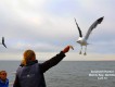 1303230919 - 000 - namibia cab sandwich harbour sea gulls